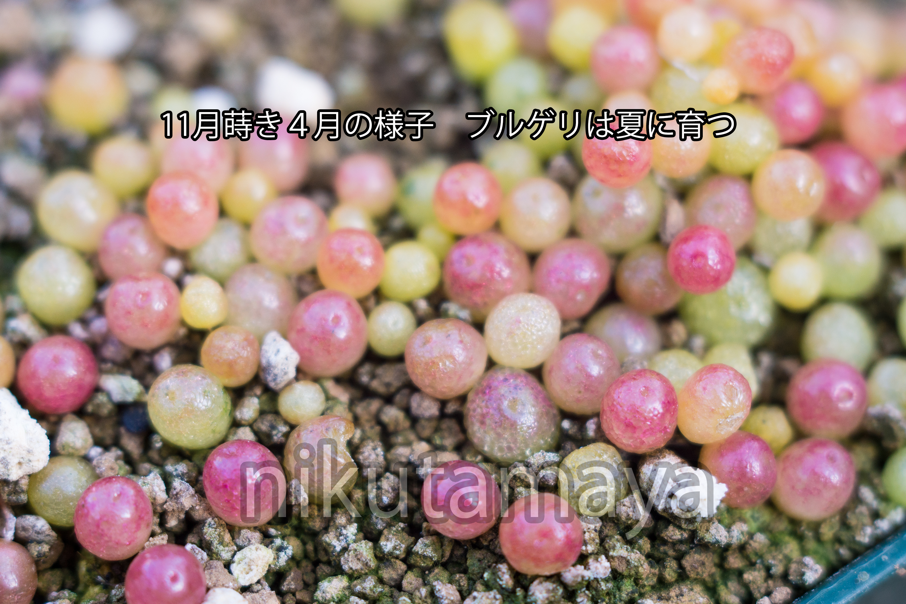 多肉植物種子販売 にくたま屋 Conophytum Burgeri 自家採種50粒