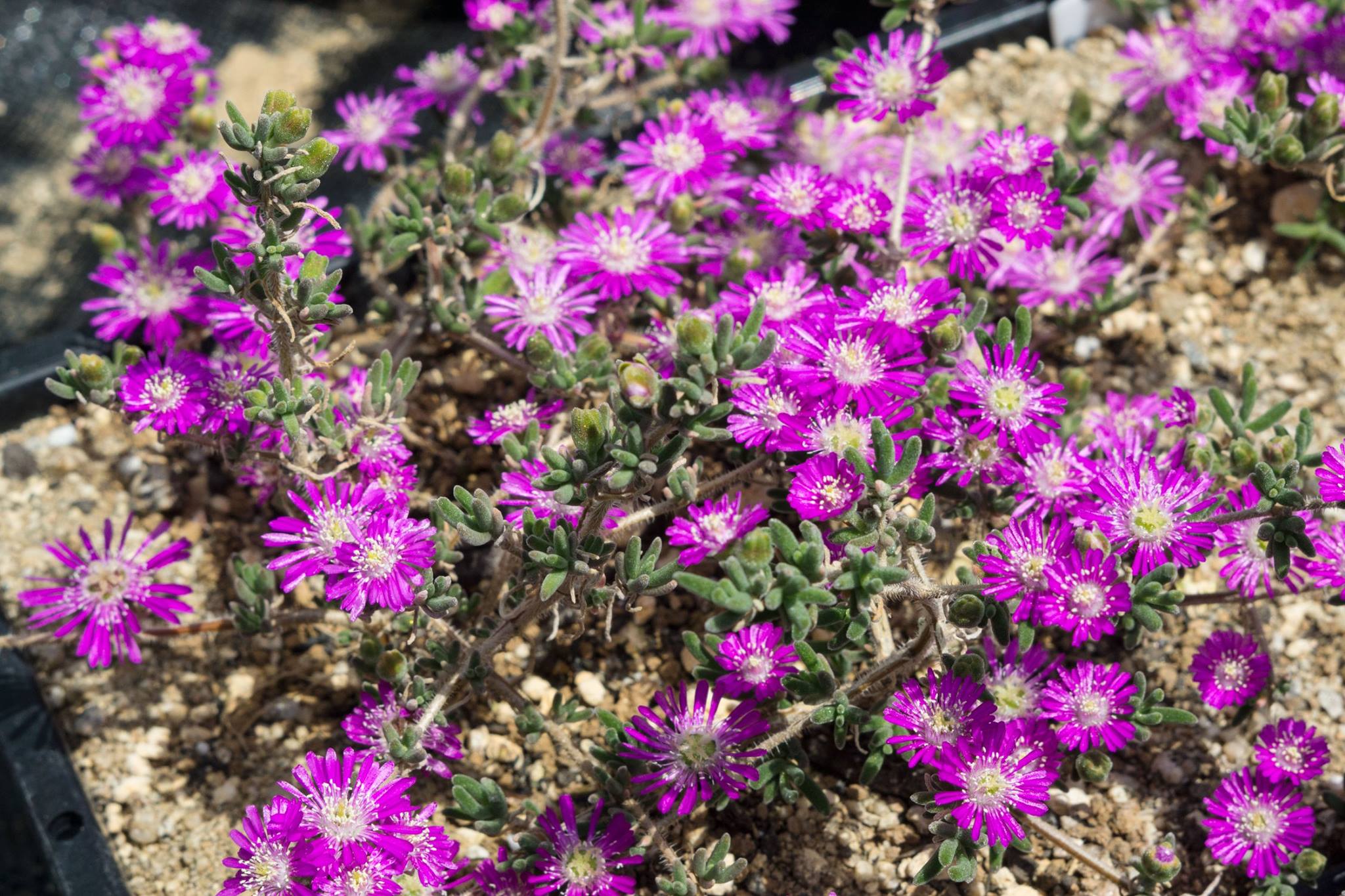 多肉植物種子販売 にくたま屋 Drosanthemum Hispidum 自家採種30粒