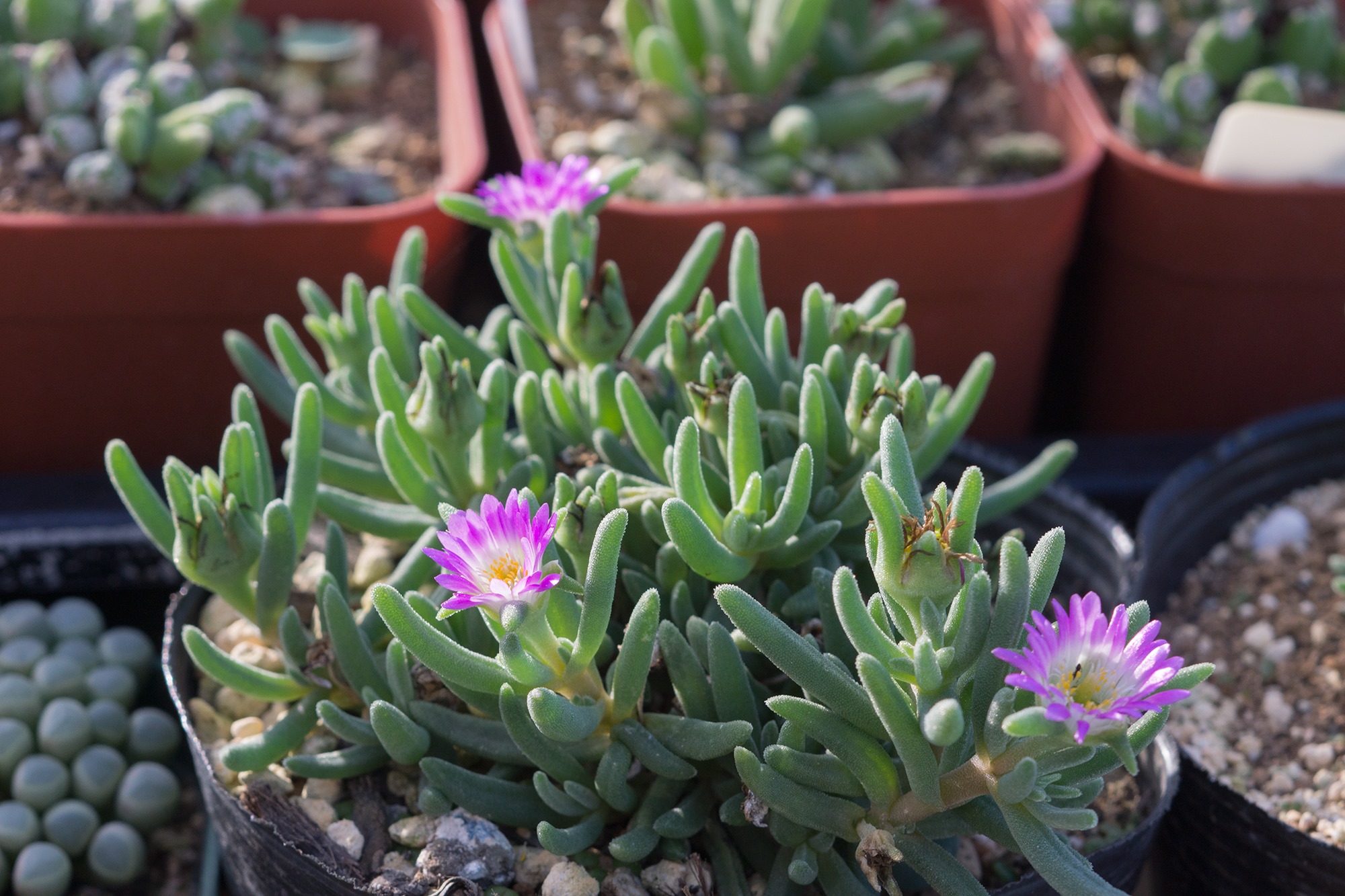 多肉植物種子販売 にくたま屋 Delosperma Sawdahense デロスペルマ 沙地桜 自家採種30粒